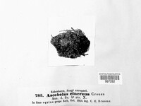 Thecotheus cinereus image